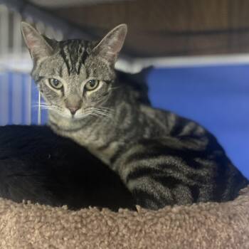 Finn -  Domestic Short Hair Cat for Adoption in Holly, Michigan - Finn | PetCurious