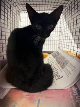 A2478678 -  Domestic Short Hair Cat for Adoption in Fort Lauderdale, Florida - A2478678 | PetCurious