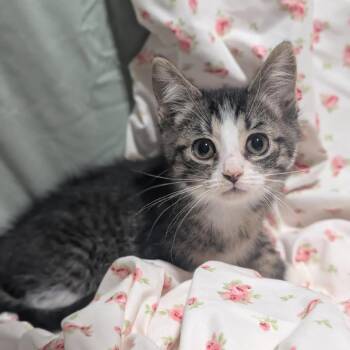 Domestic Short Hair Cats Available for Adoption in Lexington, Kentucky - Prepotente | PetCurious