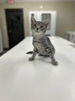 Rescue Domestic Short Hair Cats for Adoption in Hernando, Mississippi - Bandit | PetCurious