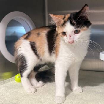 Roo is at Petsmart GJ -  Domestic Medium Hair Cat for Adoption in Cedaredge, Colorado - Roo Is At Petsmart GJ | PetCurious