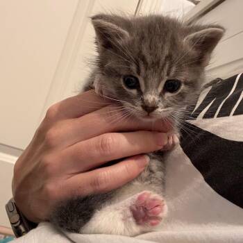 Thor -  Domestic Short Hair Cat Available for Adoption in Elfin Forest, California - Thor | PetCurious