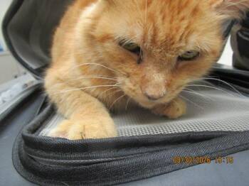Marvin(633) -  Domestic Medium Hair Cat for Adoption in Marietta, Georgia - Marvin(633) | PetCurious