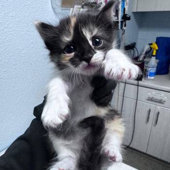 Domestic Long Hair Cats Available for Adoption in Riverside, California - Pastel | PetCurious