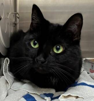 Foo Foo -  Domestic Short Hair Cat for Adoption in New Albany, Indiana - Foo Foo | PetCurious