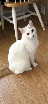 Domestic Short Hair Cats Available for Adoption - BLANCO | PetCurious