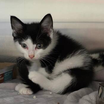 Barnaby -  Domestic Short Hair Cat for Adoption in Newport News, Virginia - Barnaby | PetCurious