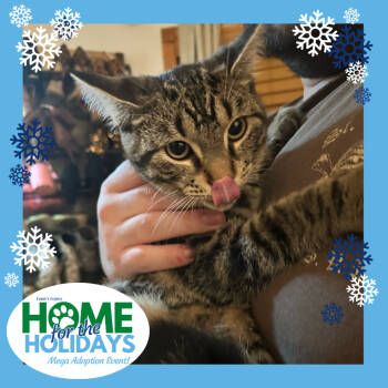 Rescue Domestic Short Hair Cats for Adoption - Graycie | PetCurious