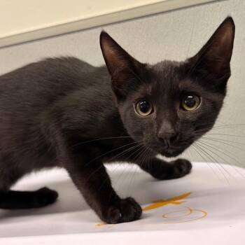 Hector -  Domestic Short Hair Cat for Adoption in Tampa, Florida - Hector | PetCurious