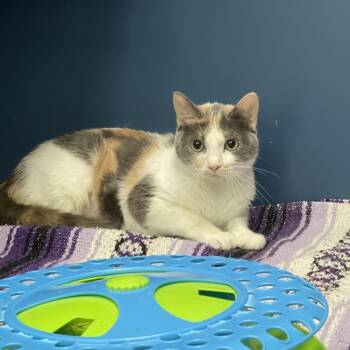 Dingo -  Domestic Short Hair Cat for Adoption in Tulsa, Oklahoma - Dingo | PetCurious