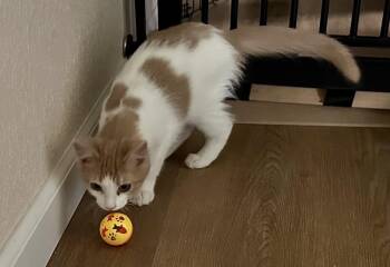 Benny -  Domestic Medium Hair Cat for Adoption in Wasilla, Alaska - Benny | PetCurious