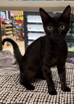 Domestic Short Hair Cats Available for Adoption - Duke Shroom (Petsense) | PetCurious