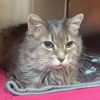 Domestic Long Hair Cats Available for Adoption in Kyle, Texas - YOYO | PetCurious