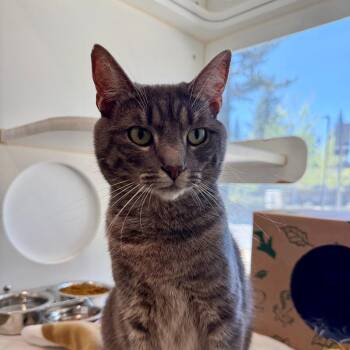 Domestic Short Hair Cats Available for Adoption in Truckee, California - Rosie | PetCurious