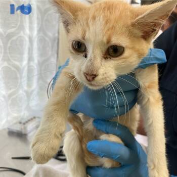 Rescue Domestic Medium Hair Cats for Adoption in Volcano, Hawaii - Glory (COH-A-65294) | PetCurious