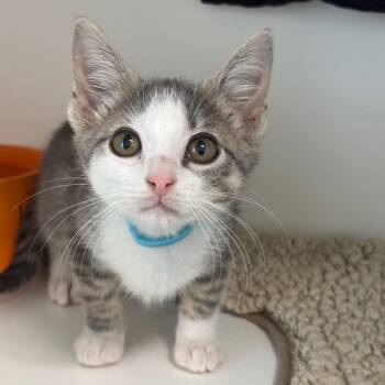 Mikki (BLU) -  Domestic Short Hair Cat Available for Adoption in League City, Texas - Mikki (BLU) | PetCurious