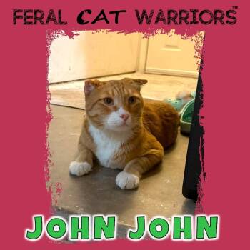 John John -  Domestic Short Hair Cat for Adoption in Kingman, Arizona - John John | PetCurious