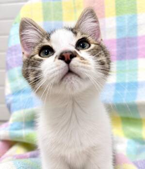 Dipper -  Domestic Short Hair Cat for Adoption in Lagrange, Indiana - Dipper | PetCurious