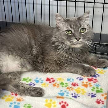 Gracie Lou (Cookie) -  Domestic Long Hair Cat Available for Adoption in Buffalo, New York - Gracie Lou (Cookie) | PetCurious