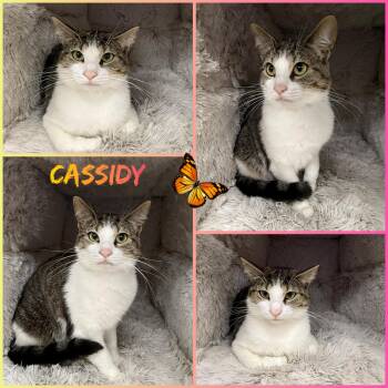 Cassidy -  Domestic Short Hair Cat Available for Adoption in Windy Hills, Kentucky - Cassidy | PetCurious