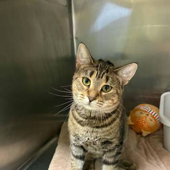 Haley -  Domestic Short Hair Cat for Adoption - Haley | PetCurious