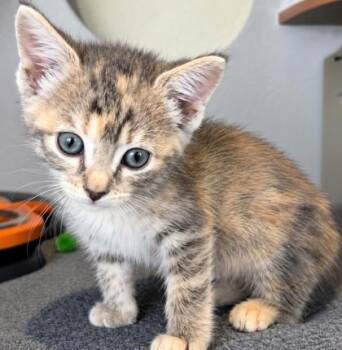 Tres -  Domestic Short Hair Cat for Adoption - Tres | PetCurious