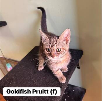 Rescue Torbie Cats for Adoption in Clarksville, Tennessee - Goldfish Pruitt | PetCurious