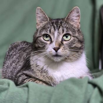 Tulip (Bonded to Flower) -  Domestic Short Hair Cat for Adoption in Richmond, Kentucky - Tulip (Bonded To Flower) | PetCurious