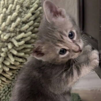 Rescue Domestic Short Hair Cats for Adoption in Dallas, Texas - Gray | PetCurious