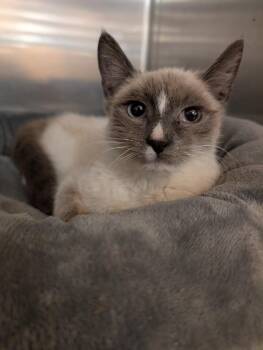 Siamese Cats Available for Adoption - Mooshoo | PetCurious