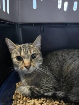 Domestic Short Hair Cats Available for Adoption - Rainey | PetCurious