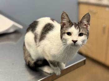 Tabby Cats Available for Adoption - Tutu | PetCurious