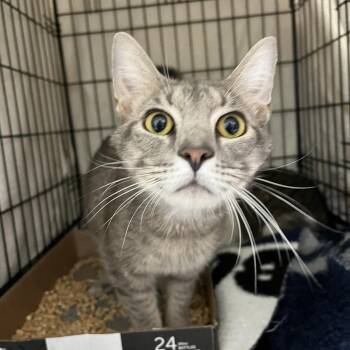 Concierge -  Domestic Short Hair Cat for Adoption in Lyndhurst, Virginia - Concierge | PetCurious