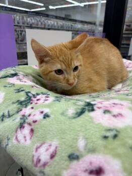 Squeaker -  Domestic Short Hair Cat for Adoption in St. Cloud, Florida - Squeaker | PetCurious