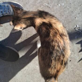 CALLIE -  Domestic Short Hair Cat for Adoption in Richmond, California - CALLIE | PetCurious