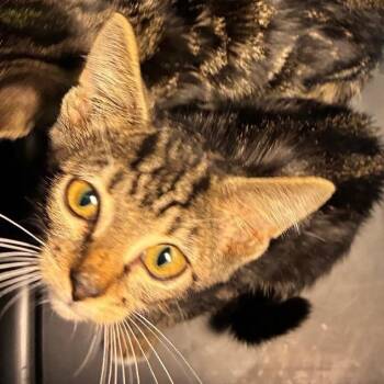 Mercury -  Domestic Short Hair Cat for Adoption in New York, New York - Mercury | PetCurious