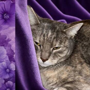 Domestic Short Hair Cats Available for Adoption - Valentina | PetCurious