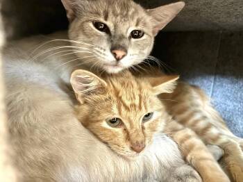 Minnie and Ghost -  Domestic Short Hair Cat for Adoption in Lenexa, Kansas - Minnie And Ghost | PetCurious