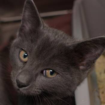 Vanish -  Domestic Short Hair Cat for Adoption in Seattle, Washington - Vanish | PetCurious