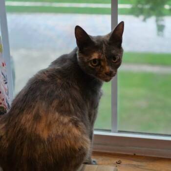 Rescue Domestic Short Hair Cats for Adoption in Greenwood, Indiana - Athena | PetCurious