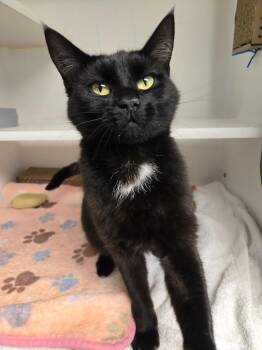 Vicinity -  Domestic Short Hair Cat for Adoption in Bellingham, Washington - Vicinity | PetCurious