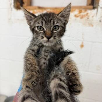 Hansel -  Domestic Short Hair Cat for Adoption in Edinburg, Texas - Hansel | PetCurious