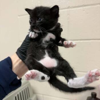 Happy -  Domestic Short Hair Cat for Adoption in Reno, Nevada - Happy | PetCurious