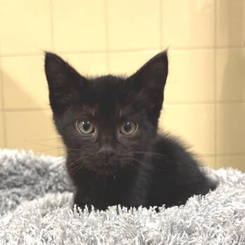 River -  Domestic Short Hair Cat for Adoption in East Hampton, New York - River | PetCurious
