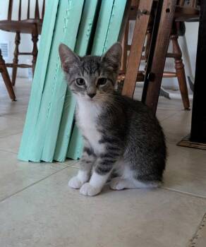 Watermelon -  Domestic Medium Hair Cat for Adoption in Walled Lake, Michigan - Watermelon | PetCurious