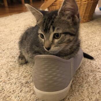 Olive -  Domestic Short Hair Cat for Adoption in Renton, Washington - Olive | PetCurious