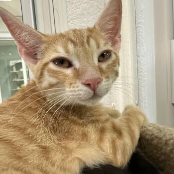 Domestic Short Hair Cats Available for Adoption in New Port Richey, Florida - Rocket | PetCurious