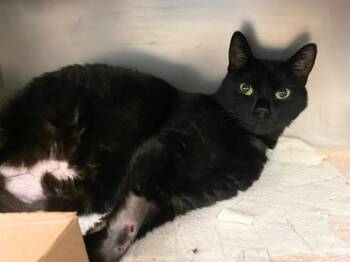 IRIDESCENCE -  Domestic Short Hair Cat for Adoption in Fort Wayne, Indiana - IRIDESCENCE | PetCurious
