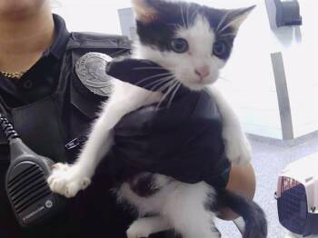 A1265805 -  Domestic Short Hair Cat for Adoption in Charlotte, North Carolina - A1265805 | PetCurious