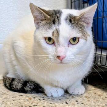 Domestic Short Hair Cats Available for Adoption in Buffalo, Minnesota - Ezio | PetCurious